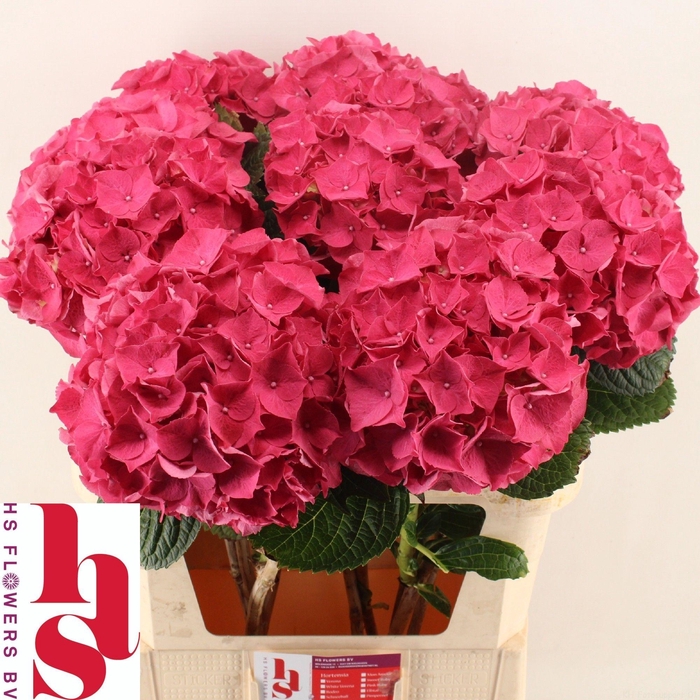 <h4>HYDR M CH RODEO RD</h4>