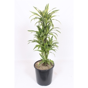 Dracaena Lemon Lime