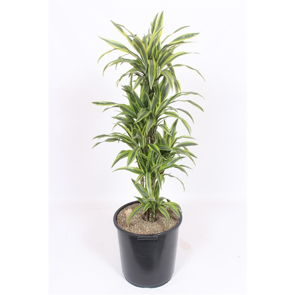 <h4>Dracaena Lemon Lime</h4>