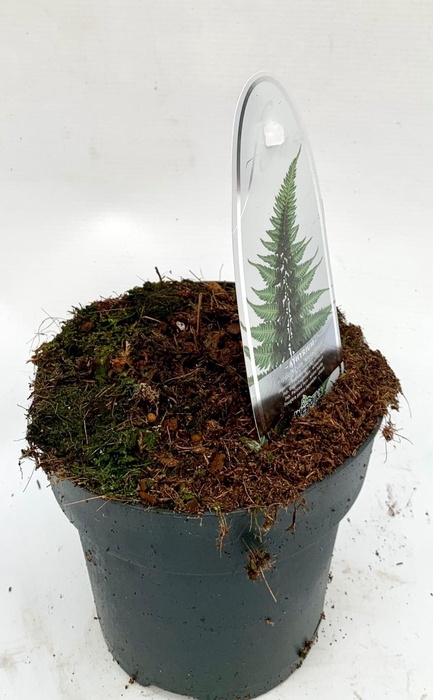 <h4>Varens gemengd</h4>