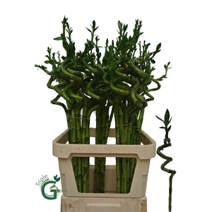 Dracena Lucky Bamboo Spiraal Triple