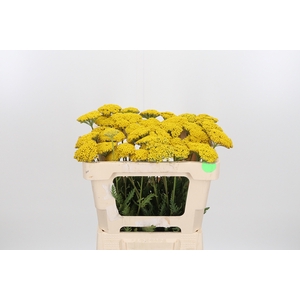 Achillea Park Variety