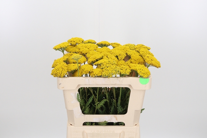 <h4>Achillea Park Variety</h4>