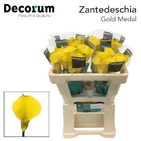 <h4>ZANT GOLD MEDAL</h4>