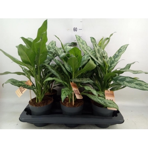 Aglaonema   ...