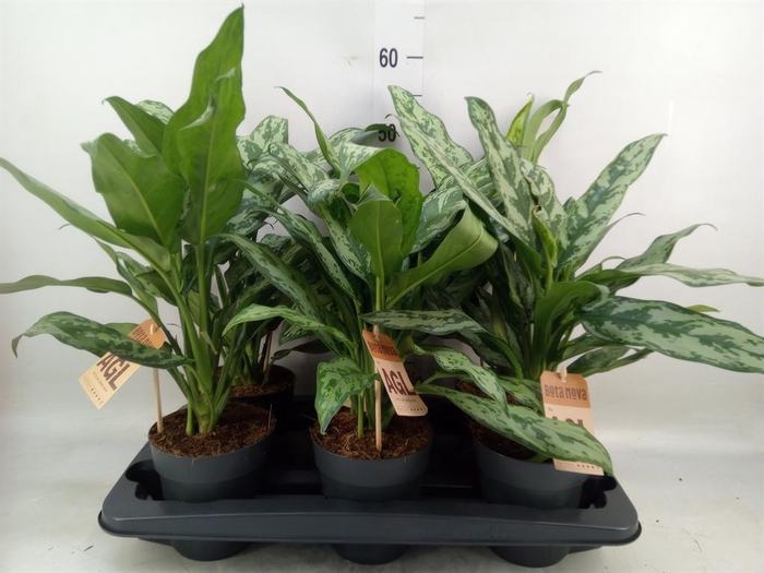 <h4>Aglaonema   ...</h4>
