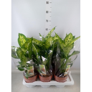 Dieffenbachia  'Compacta'