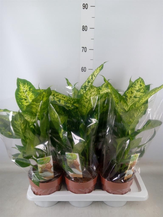 <h4>Dieffenbachia  'Compacta'</h4>