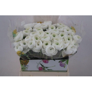 Ran Cloni Ex White Succes