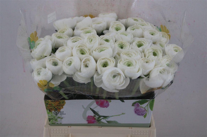 <h4>Ran Cloni Ex White Succes</h4>