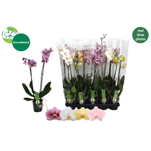 PHAL OV WIT