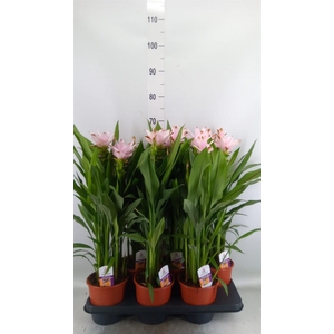 Curcuma alism. 'Siam Sweet'