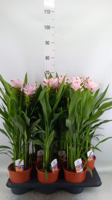 <h4>Curcuma alism. 'Siam Sweet'</h4>