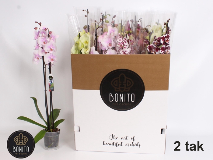 <h4>PHAL GEM 10 KL</h4>