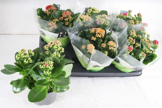 <h4>KAL GE GEM 4 KL</h4>