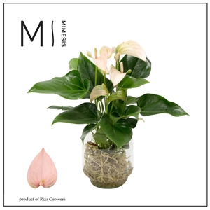 Mimesis Anthurium KARMA Joli Peach - Agua di Karma Melkbus