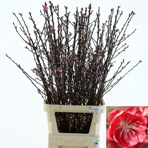 PRUNUS OV