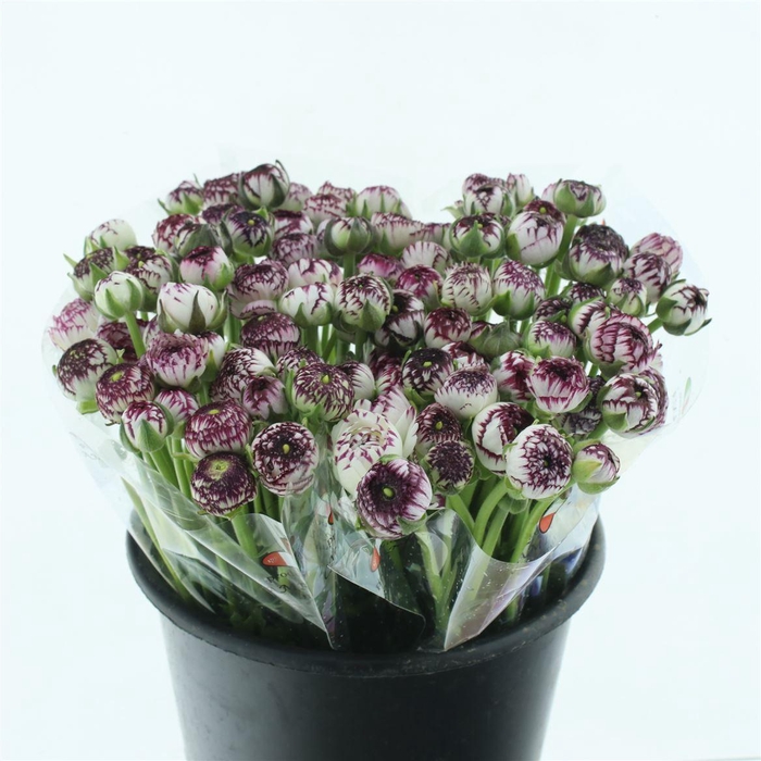 <h4>Ran El Cappuccino Dark Pink</h4>