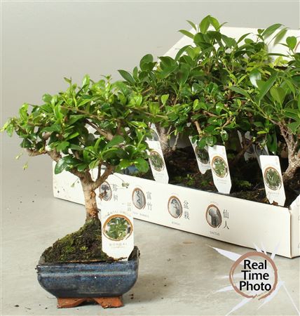 <h4>Bonsai Gem</h4>