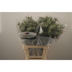 Eryngium Mag White Lagoon