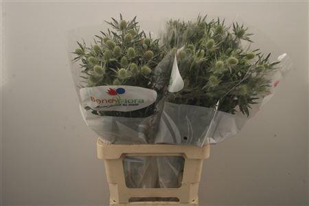 <h4>Eryngium Mag White Lagoon</h4>