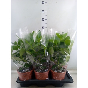Clusia rosea 'Princess'