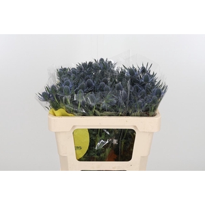 Eryng Mag Blue Lagoo