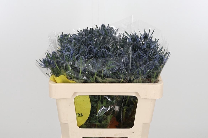 <h4>Eryng Mag Blue Lagoo</h4>