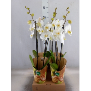 Phalaenopsis  'Ant Leeds'