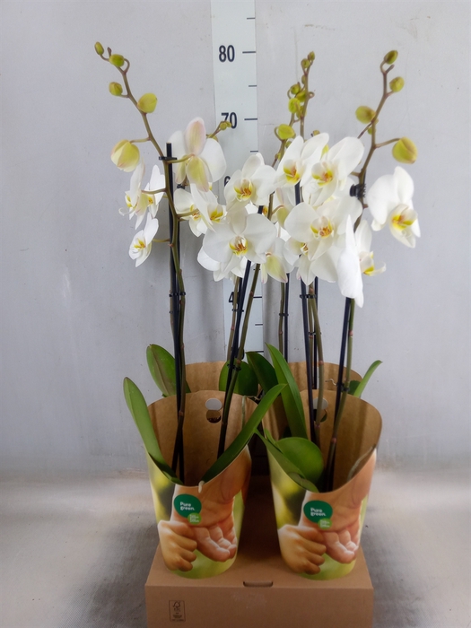 <h4>Phalaenopsis  'Ant Leeds'</h4>