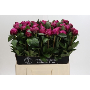 Paeonia Red Sarah Bernhardt