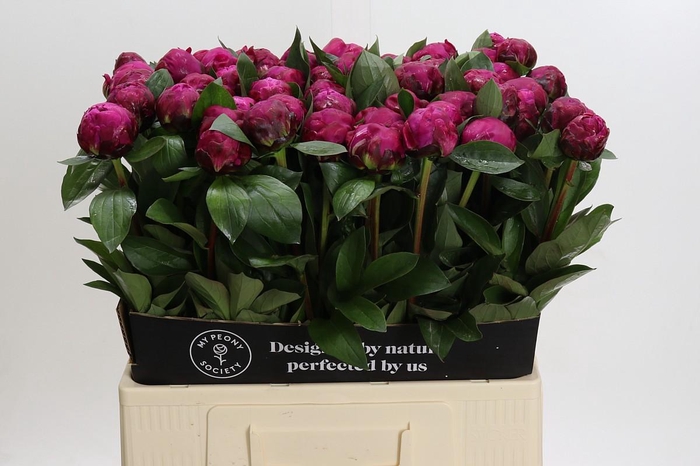 Paeonia Red Sarah Bernhardt