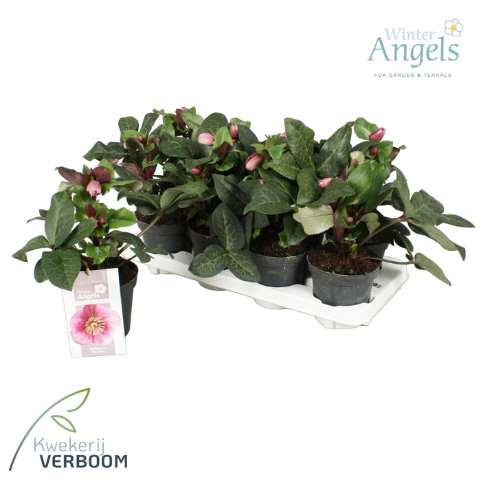 <h4>Helleborus Frostkiss Charmer p13</h4>