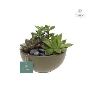 Schaal keramiek Moon Small groen met Succulenten