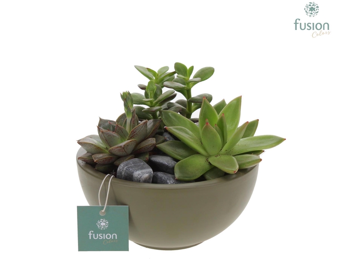 <h4>Schaal keramiek Moon Small groen met Succulenten</h4>