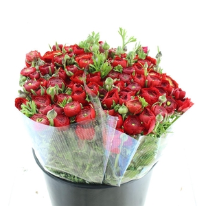 Ran El Red Extra (sal)