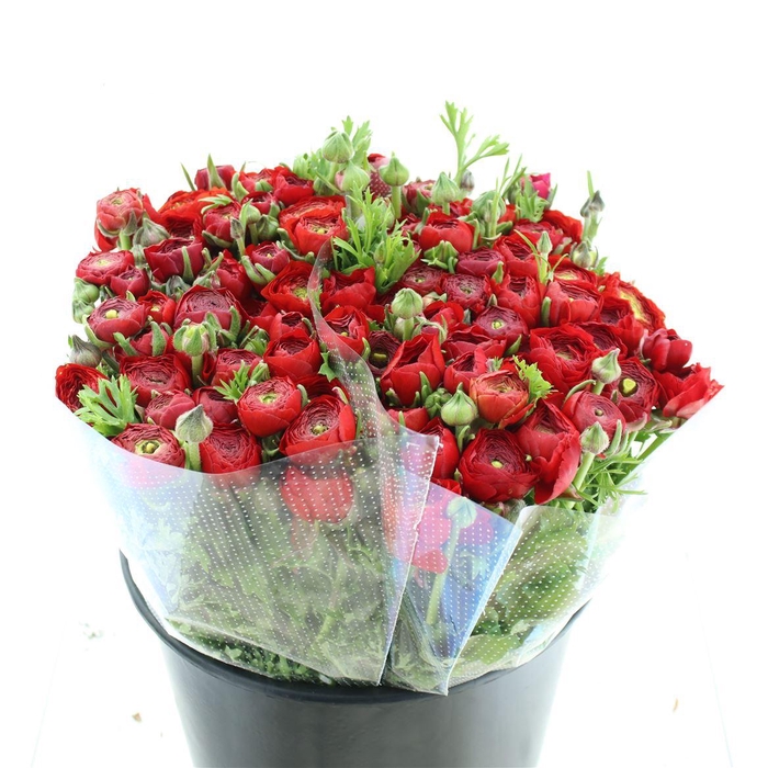 <h4>Ran El Red Extra (sal)</h4>