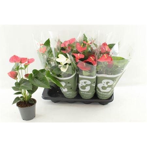 Anthu An Gem 4 Kl 3+