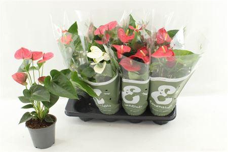 <h4>Anthu An Gem 4 Kl 5+</h4>