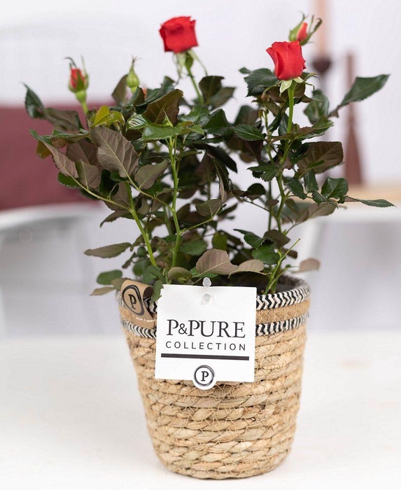 <h4>Rosa red in P&PURE Basket 6</h4>