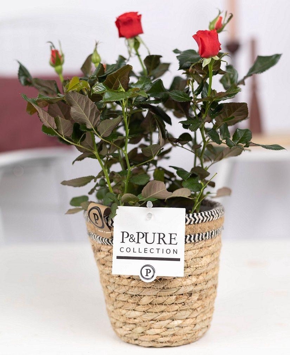 <h4>Rosa red in P&PURE Basket 6</h4>