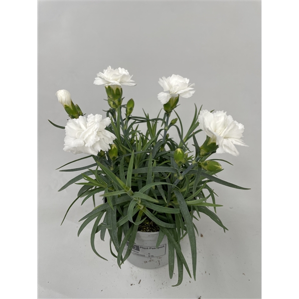 <h4>Dianthus Edberg p9</h4>