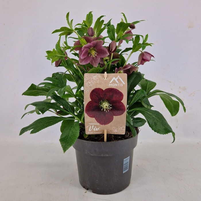 <h4>Helleborus</h4>