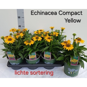ECHINA SOM LEMON YEL