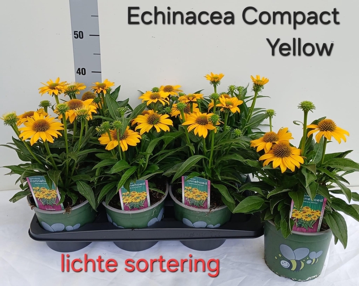 <h4>ECHINA SOM LEMON YEL</h4>