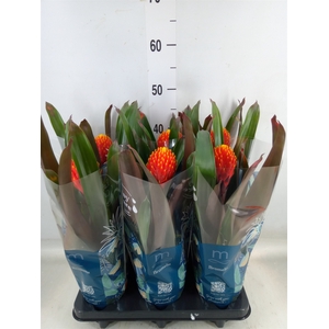 Guzmania  'Tala'