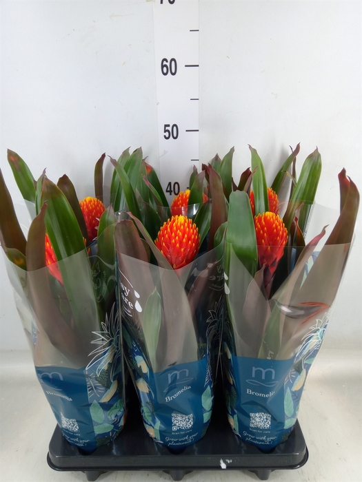 <h4>Guzmania  'Tala'</h4>