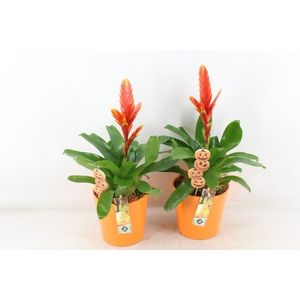 arr2 JS - Ker. vaas oranje bromelia