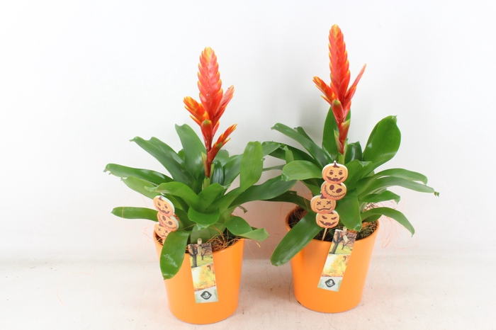 <h4>arr2 JS - Ker. vaas oranje bromelia</h4>