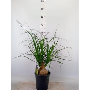 Beaucarnea recurvata